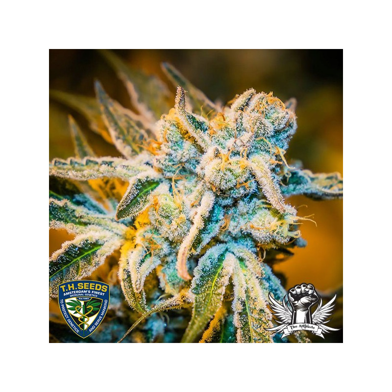 Zorro thseeds x massive créations régulières