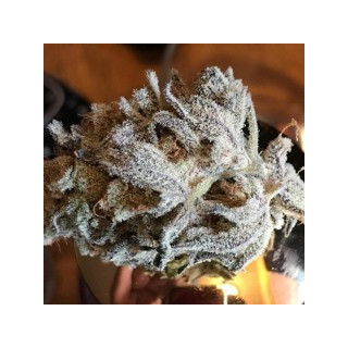 Zorro thseeds x massive créations régulières