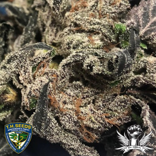 Black apple hitchcock thseeds x massive créations - régulières