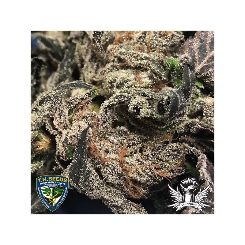 Black apple hitchcock thseeds x massive créations - régulières