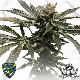 Thseeds purple tangie X birthday cake limited édition