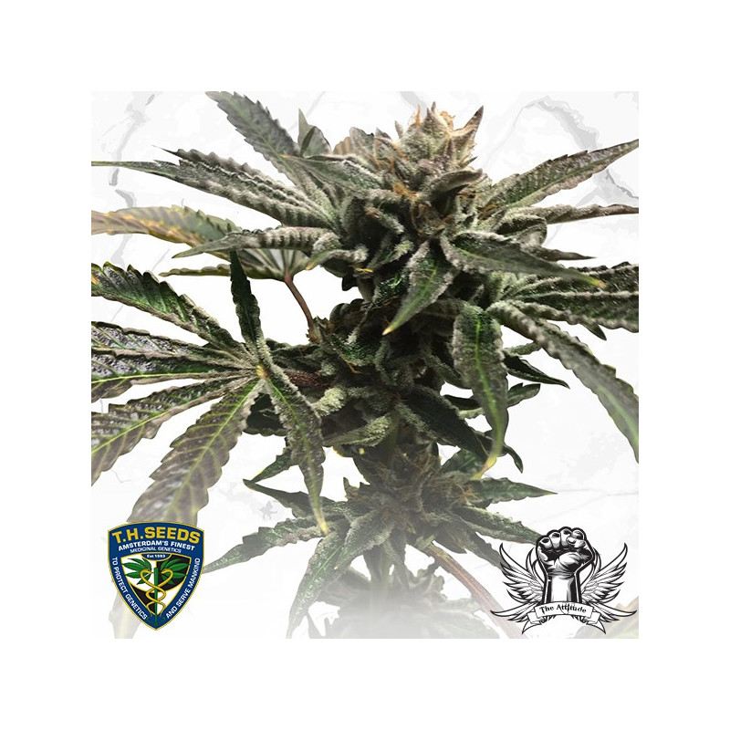 Thseeds purple tangie X birthday cake limited édition