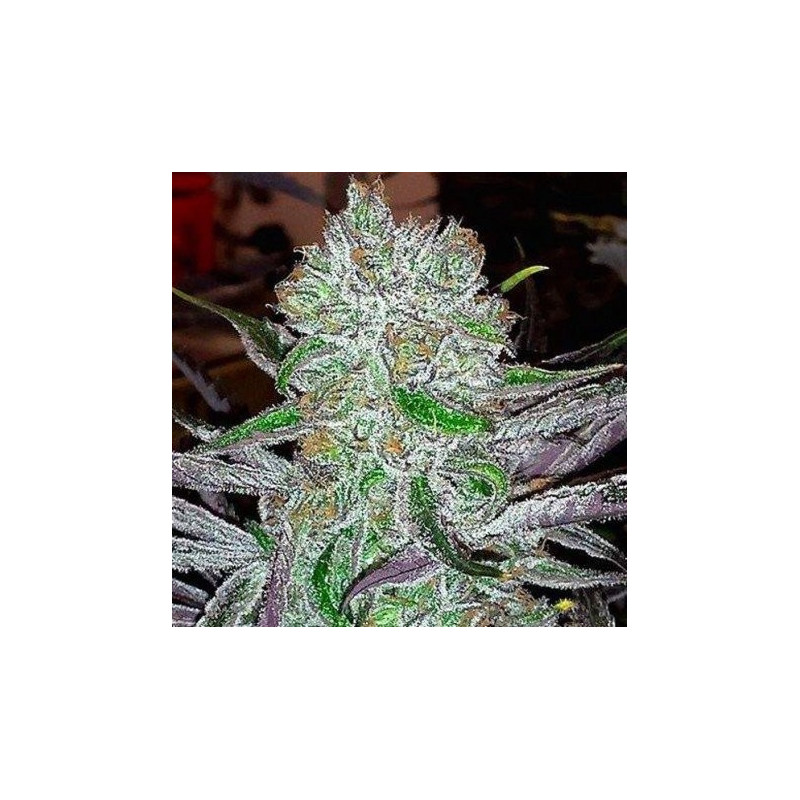 Best Friend OG - Regular - Jinxproof Genetics