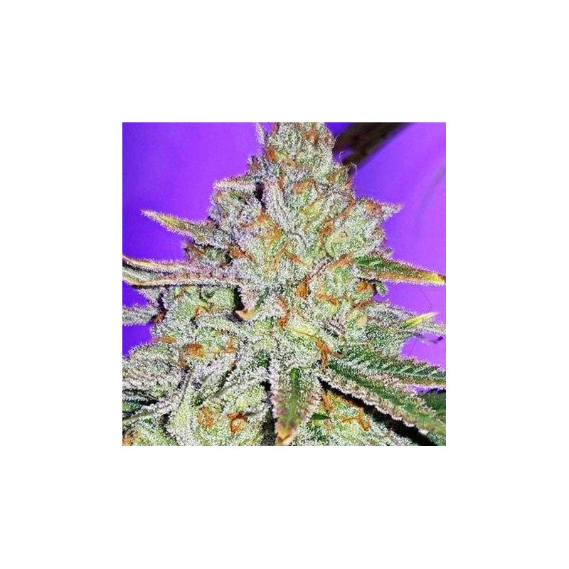 Cookie Puss - Regular - Jinxproof Genetics