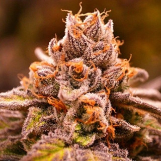 Hubba Bubba - Regular - Jinxproof Genetics - Graines de Collection