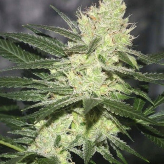 Pucker punch jinxproof genetics