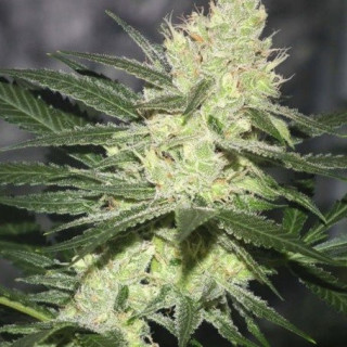 Pucker punch jinxproof genetics