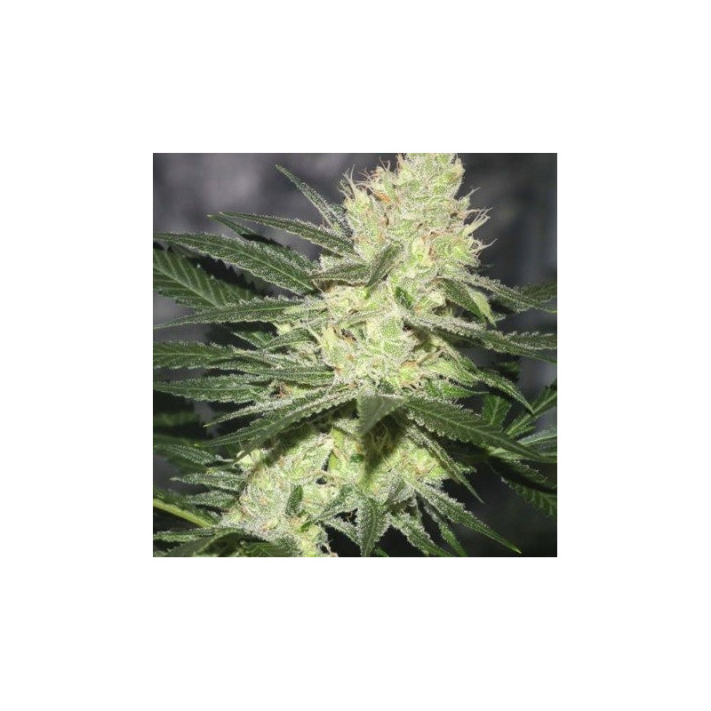 Pucker Punch - Regular - Jinxproof Genetics