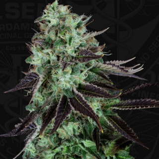 Darkstar kush thseeds féminisée