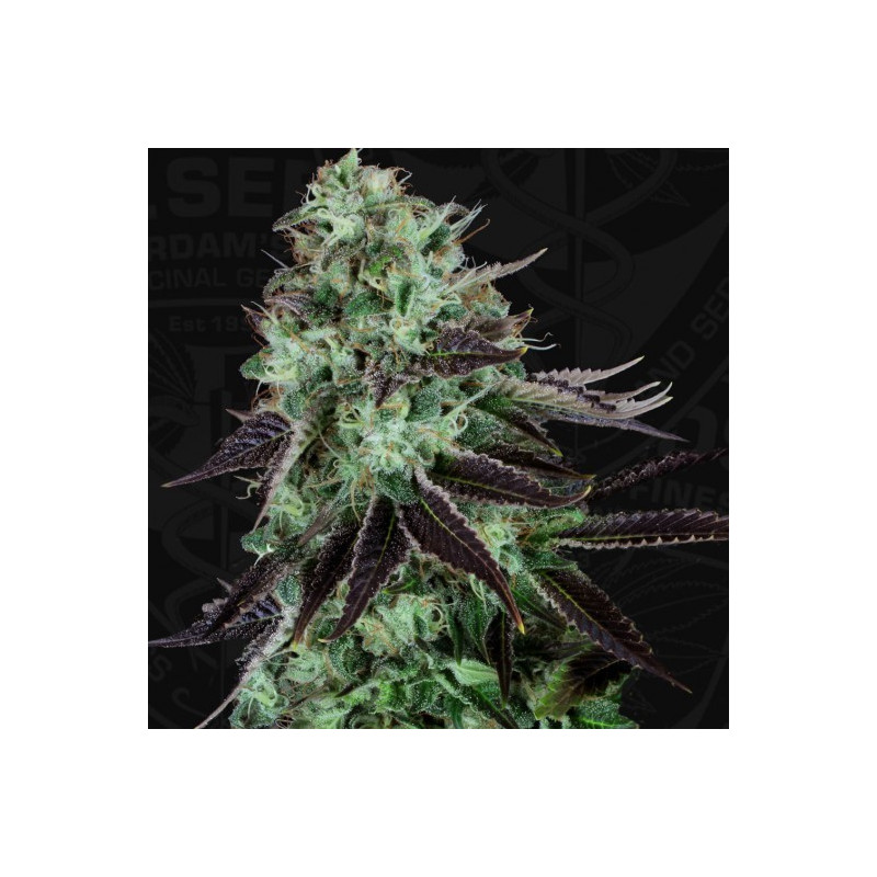 Darkstar kush thseeds féminisée