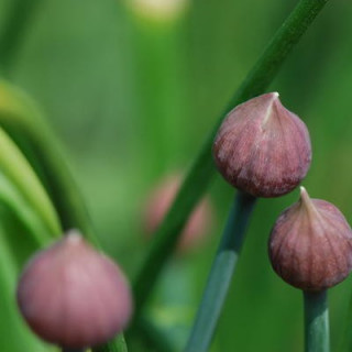 Ciboulette allium schoenoprasum kokopelli