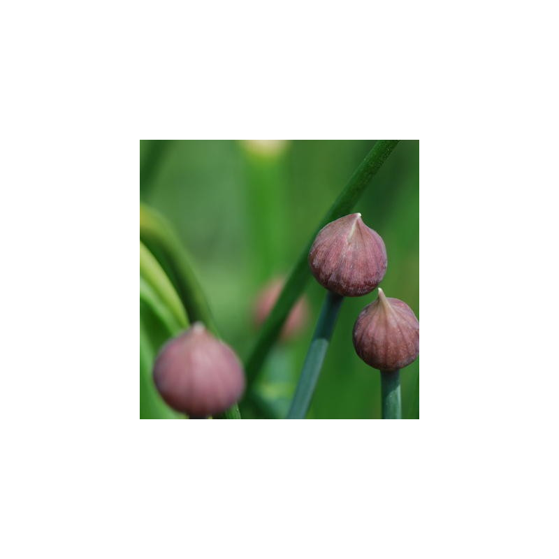 Ciboulette Allium Schoenoprasum - Kokopelli