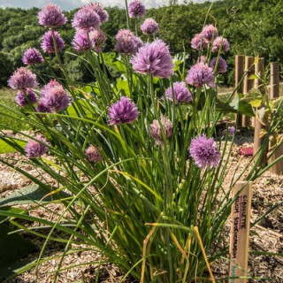 Ciboulette allium schoenoprasum kokopelli