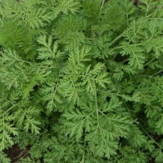 Artemisia Annua - Kokopelli