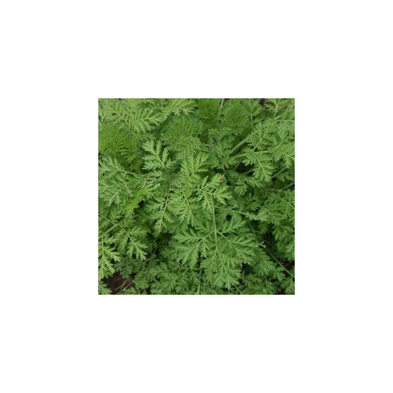 Artemisia Annua - Kokopelli