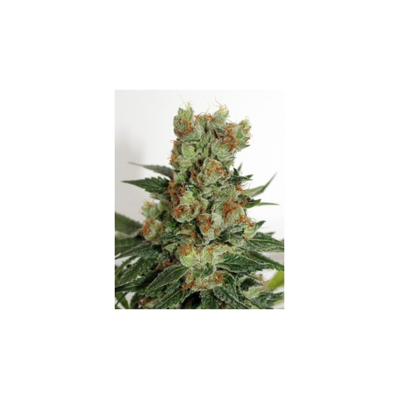 Fuel OG - Ripper Seeds