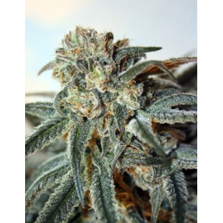 Zombie kush ripper seeds