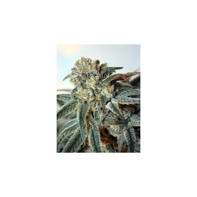 Zombie kush ripper seeds