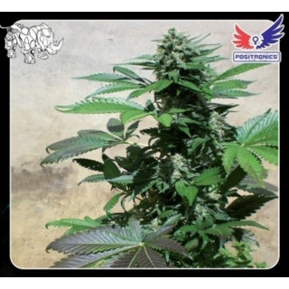 Positronics - Blue rhino FEM