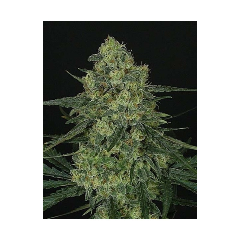 Criminal + ripper seeds Criminal + ripper seeds