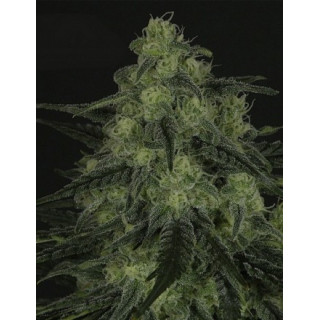 Black valley ripper seeds