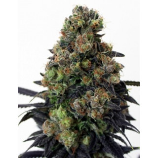 Acid doug ripper seeds