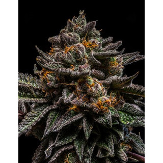 Brain cake Ripper seeds