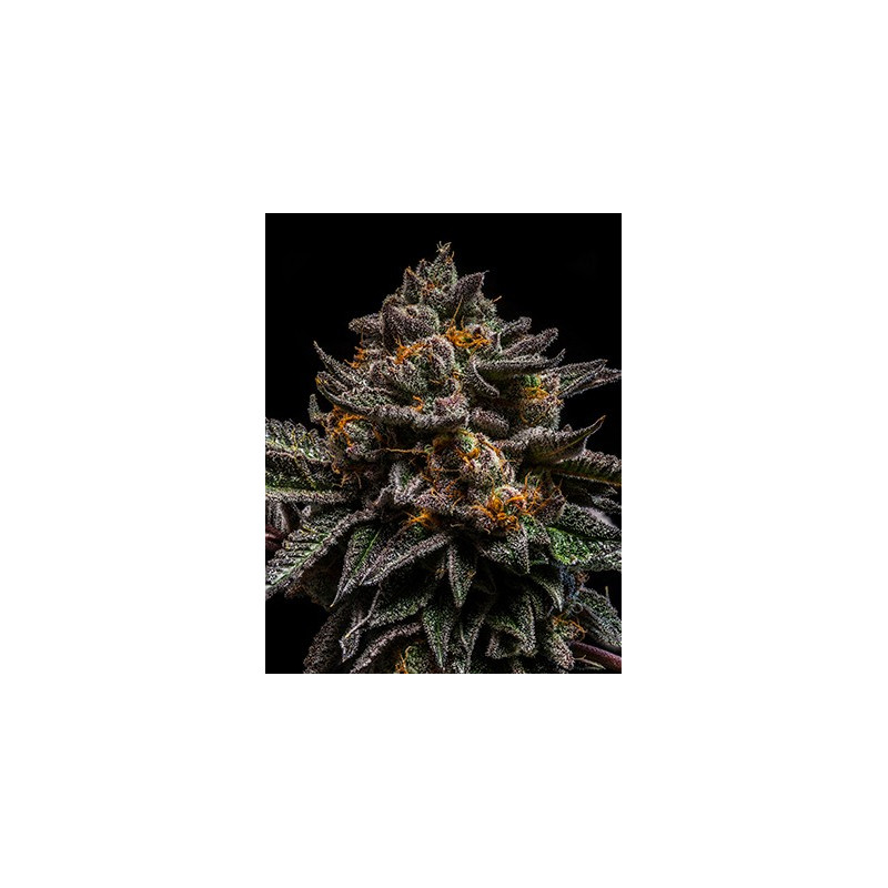 Brain cake Ripper seeds