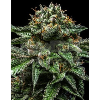 Chempie ripper seeds