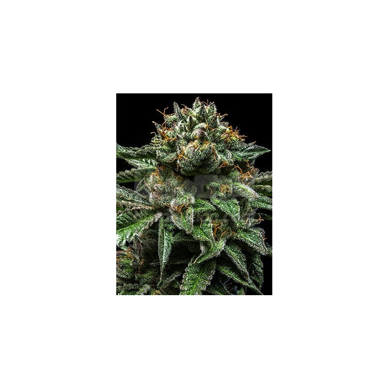 Chempie ripper seeds