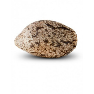 Old school ripper seeds