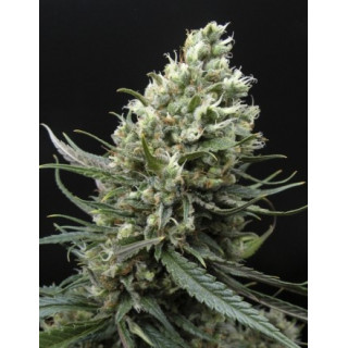 Ripper haze ripper seeds