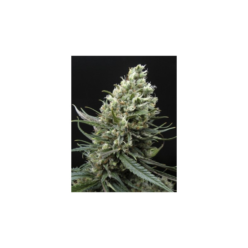 Ripper haze ripper seeds