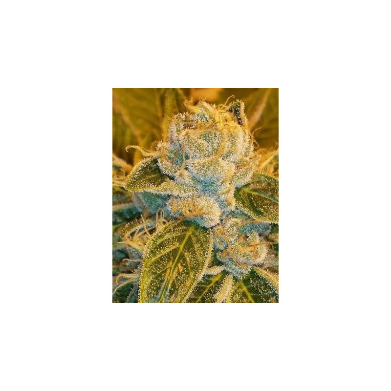 Sour ripper ripper seeds