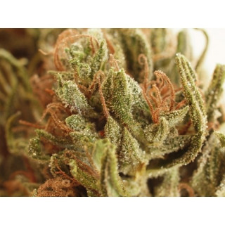 NL5 x Haze Mr Nice - Régulières
