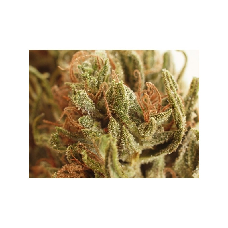 NL5 x Haze Mr Nice - Régulières