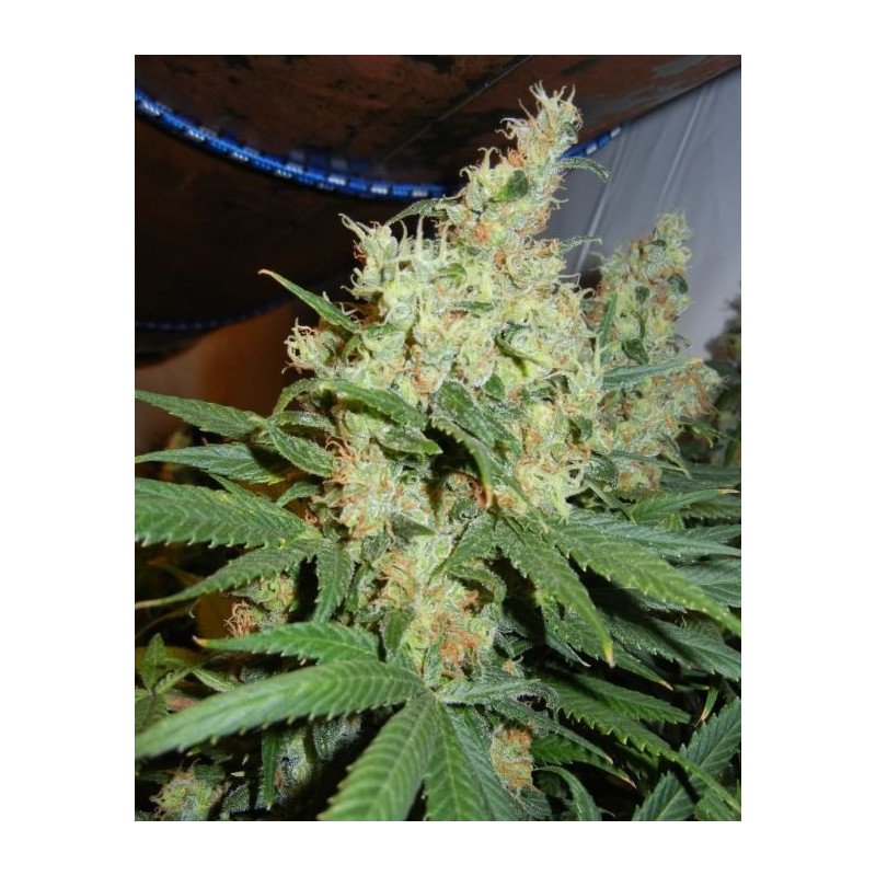 NL5 x Haze Mr Nice - Régulières NL5 x Haze Mr Nice - Régulières