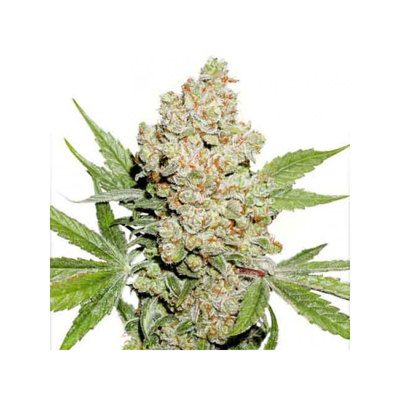 Auto lemon zkittle dutch passion