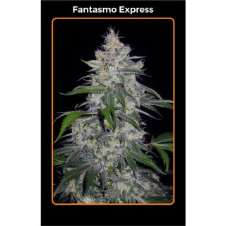 Fantasmo Express Mephisto Genetics