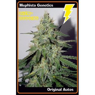 Chemdogging Mephisto Genetics