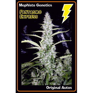 Fantasmo Express Mephisto Genetics