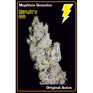 Ripley's OG Mephisto Genetics