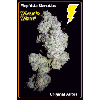 Walter white Mephisto Genetics