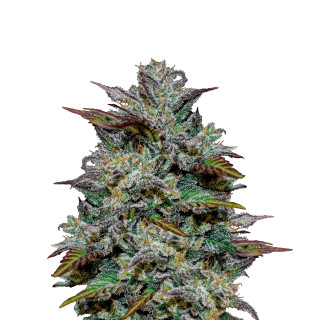 24 carat Auto - Mephisto Genetics Graines de Collection