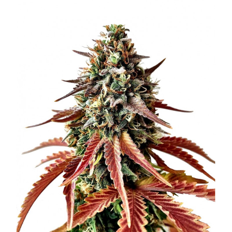24 carat Auto - Mephisto Genetics 24 carat Auto - Mephisto Genetics