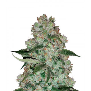 Fantasmo Express Mephisto Genetics Graines de Collection