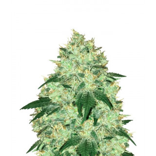 Chemdogging Mephisto Genetics Graines de Collection