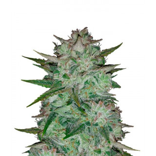 Walter white Mephisto Genetics Graines de Collection