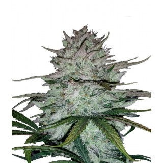 Walter white Mephisto Genetics