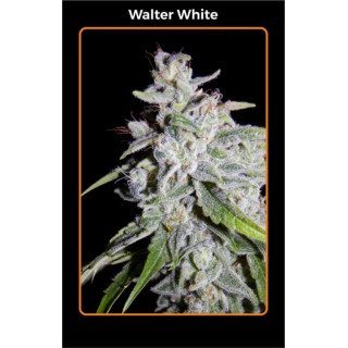 Walter white Mephisto Genetics